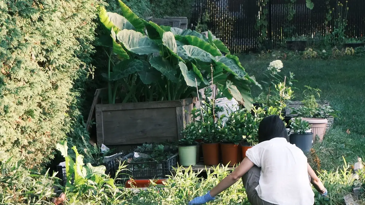Potager en carré pour débutant : premières cultures