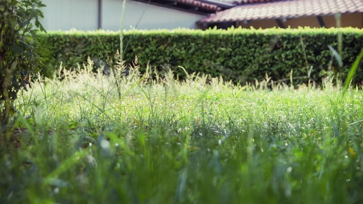 Entretenir sa pelouse naturellement, sans produit chimique
